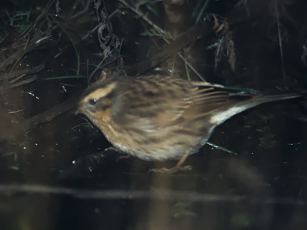 Mustakurkkurautiainen, Black-throated Accentor, Prunella atrogularis